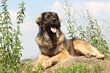 LEONBERG 046